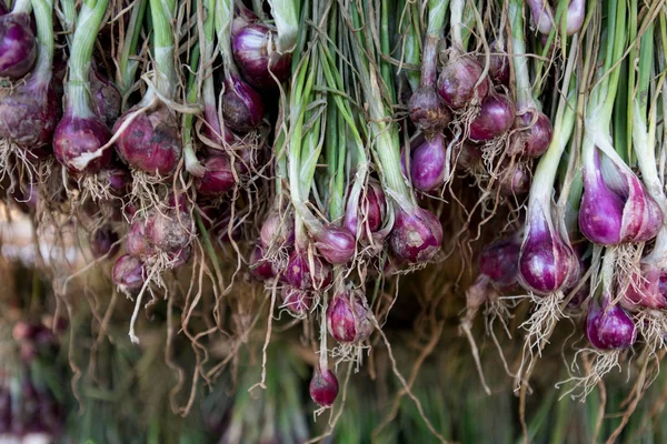 Arpacık kırmızı soğan (Allium ascalonicum), kuzeydoğu Tayland Sebze Bahçe tarım arazileri