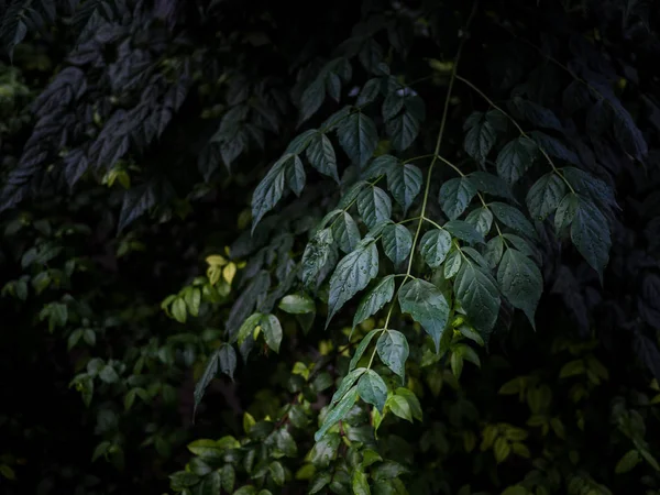 Feuilles Vertes Fond Avec Goutte Eau Pose Plate Contexte Naturel — Photo