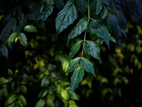 Feuilles Vertes Fond Avec Goutte Eau Pose Plate Contexte Naturel — Photo