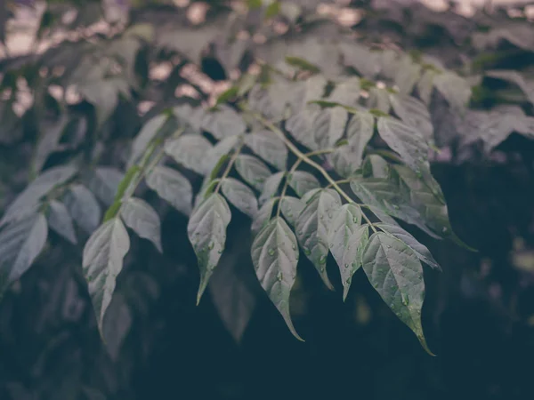 Zielone Liście Tło Kropli Wody Leżał Płaskim Tle Natura — Zdjęcie stockowe