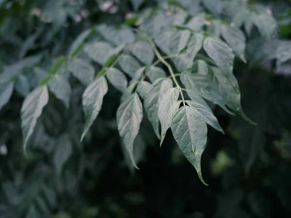 Feuilles Vertes Fond Avec Goutte Eau Pose Plate Contexte Naturel — Photo