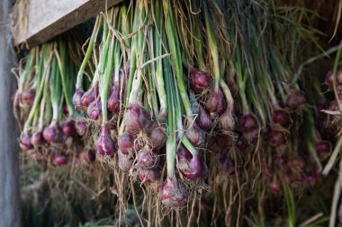 Arpacık kırmızı soğan (Allium ascalonicum), kuzeydoğu Tayland Sebze Bahçe tarım arazileri