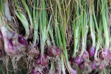 Arpacık kırmızı soğan (Allium ascalonicum), kuzeydoğu Tayland Sebze Bahçe tarım arazileri