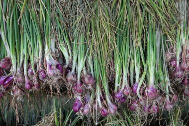 Arpacık kırmızı soğan (Allium ascalonicum), kuzeydoğu Tayland Sebze Bahçe tarım arazileri