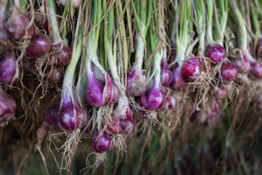 Arpacık kırmızı soğan (Allium ascalonicum), kuzeydoğu Tayland Sebze Bahçe tarım arazileri
