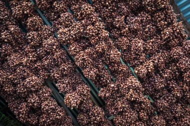 Arpacık kırmızı soğan (Allium ascalonicum), kuzeydoğu Tayland Sebze Bahçe tarım arazileri