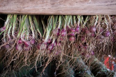 Arpacık kırmızı soğan (Allium ascalonicum), kuzeydoğu Tayland Sebze Bahçe tarım arazileri
