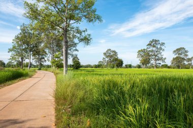 Yeşil bahar çayır ve mavi gökyüzü arka plan, tarım tahıl kırpma, güzel doğa Tayland ağacı