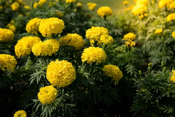 ガーデンで美しいマリーゴールドの花がたくさん — ストック写真