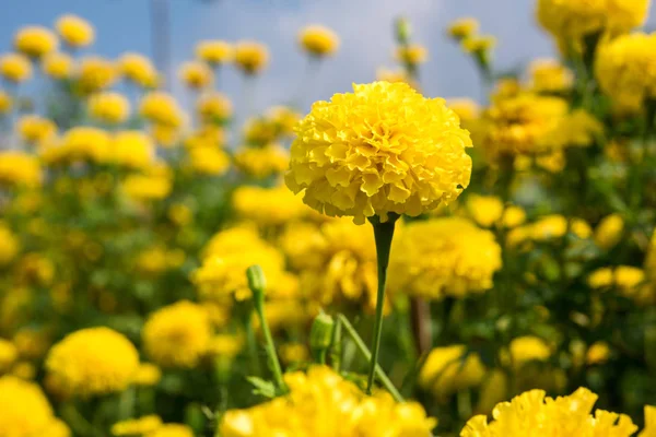 Montones Hermosas Flores Caléndula Jardín Tailandia —  Fotos de Stock