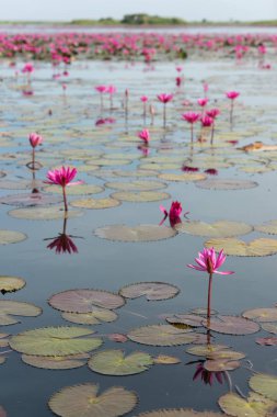 Deniz kırmızı Lotus (pembe nilüferler göl) - güzel doğa manzara kırmızı Lotus deniz sabah sis ile arka planda parlak dayat Kumphawapi, Udonthani Eyaleti, Tayland bulanık.