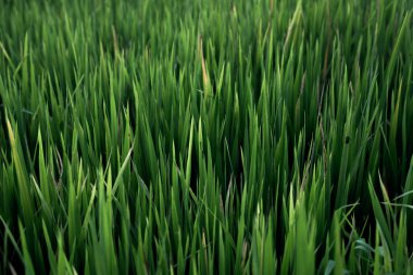 Pirinç alan, üst pirinç alan güzel arka plan Tayland'da görüntülemek.