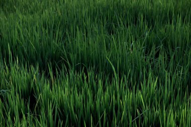 Pirinç alan, üst pirinç alan güzel arka plan Tayland'da görüntülemek.