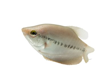 Pla Salit (Trichogaster pektoralis) , Taze çiğ balık beyaz arka plan üzerinde izole. ve kırpma yolu