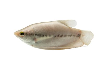 Pla Salit (Trichogaster pektoralis) , Taze çiğ balık beyaz arka plan üzerinde izole. ve kırpma yolu