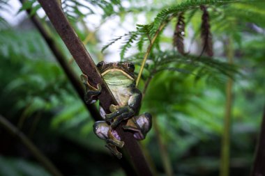 Rhacophorus feae (RecberUludağ ağaç kurbağası), Kuzey Tayland tropikal yağmur ormanları, büyük palmiye yaprağı üzerinde ağaç kurbağası