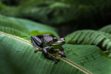 Rhacophorus feae (Feas Tree Frog) ,Tree Frog on Large Palm Leaf at tropical rainforests in North Thailand clipart