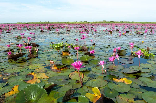 The sea of Red Lotus (Pink water lilies lake) - Beautiful Nature Landscape red Lotus sea in the morning with fog blurred background in the bright dayat Kumphawapi, Udonthani province, Thailand.