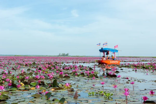 Zee Van Red Lotus Roze Water Lelies Meer Mooie Natuur — Stockfoto