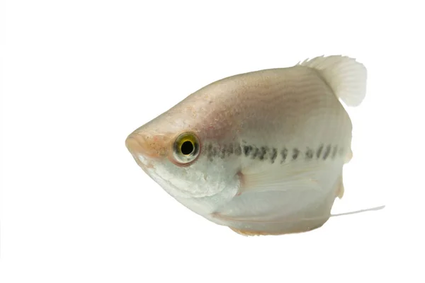 Спла Salit Trichogaster Pectoralis Свіжа Сировина Риби Ізольовані Білому Фоні — стокове фото