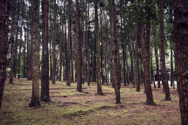 Bosque Pinos Estilo Vintage —  Fotos de Stock