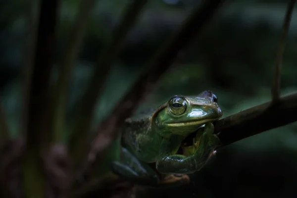 Rhacophorus Feae Feas Tree Frog Tree Frog Large Palm Leaf — Stock Photo, Image