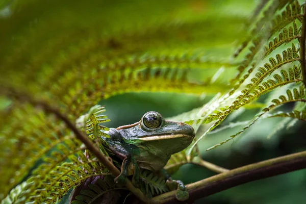 Rhacophorus Feae Feas Tree Frog Tree Frog Large Palm Leaf — Fotografia de Stock