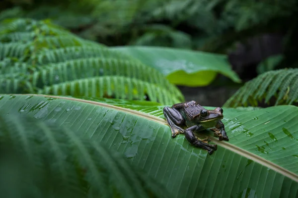 モリアオガエル Feae Fea アマガエル 北タイの熱帯雨林の大規模なヤシの葉に木のカエル — ストック写真