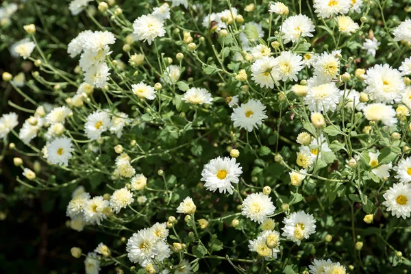 菊のフィールド: プランテーションの白い菊の花 f — ストック写真