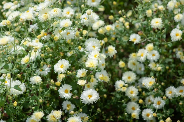 Campo de crisântemo: flor de crisântemo branco na plantação f — Fotografia de Stock