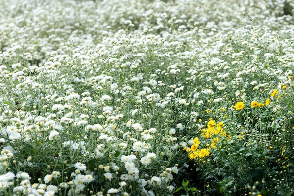 Campo de crisântemo: flor de crisântemo branco na plantação f — Fotografia de Stock