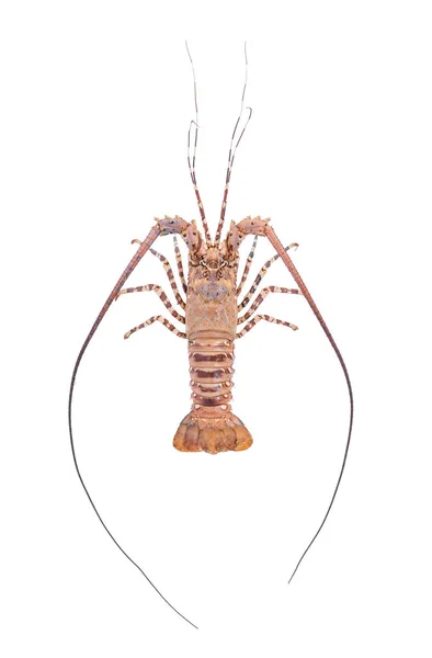 Lobste isolerad på vit bakgrund med urklippsbana, torr-specimen djur marine. — Stockfoto