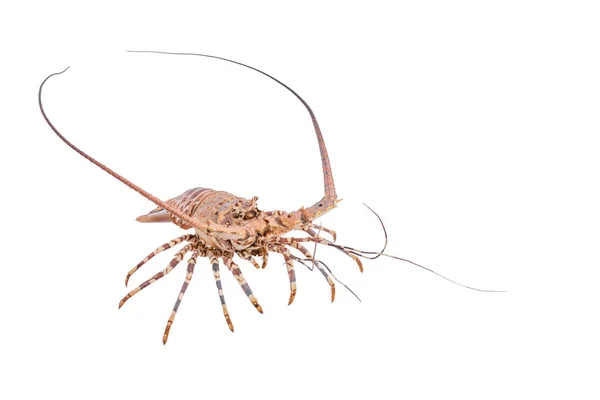 Lobste diisolasi pada latar belakang putih dengan jalur kliping, dry-spe — Stok Foto