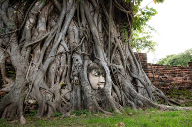 Buda'nın kafasından Wat Maha olduğunu (Ayutthaya) ağaca. Ayutthaya Tarih Parkı, Tayland