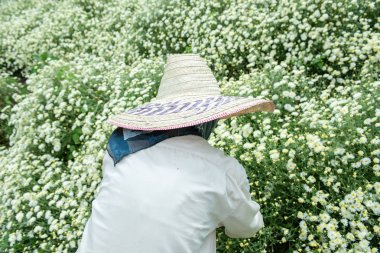 Kasımpatı Alanı : Beyaz krizantem fl toplama Tay kadınlar