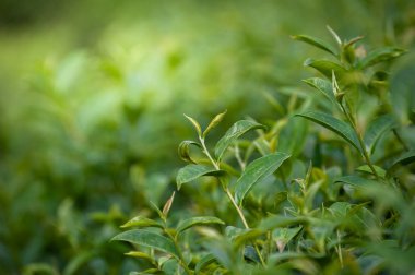 Yeşil çay arkaplanı - Angkhang Kraliyet Projesi, Chiang Mai, Tayland 'daki çay tarlalarında bulanık arka planda taze yapraklar.