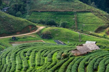 Yeşil çay arka plan - taze yaprakları bulanık backgrou yakın