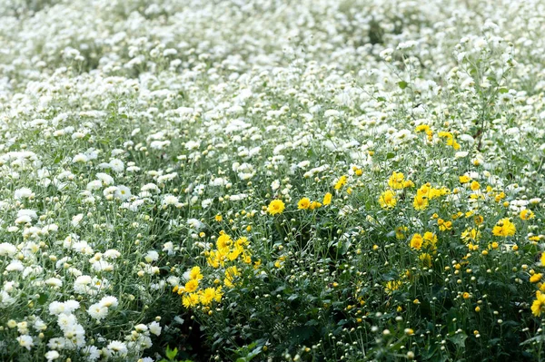 Campo do crisântemo: Flor branca do crisântemo no campo da plantação. para fazer fitoterapia chinesa. — Fotografia de Stock