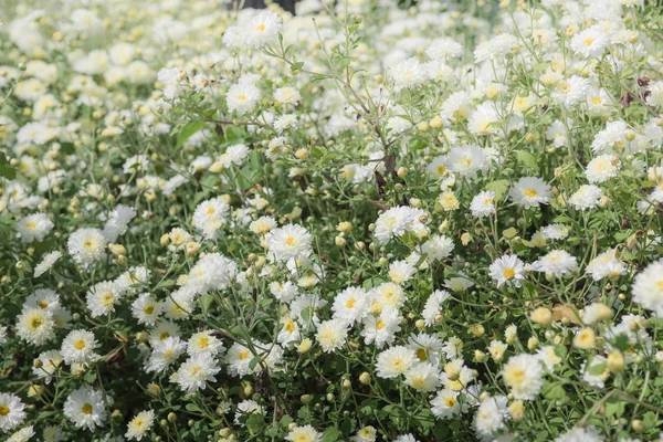 Campo de crisântemo: Flor de crisântemo branco no campo de plantação com fundo azul do céu. para fazer fitoterapia chinesa. — Fotografia de Stock