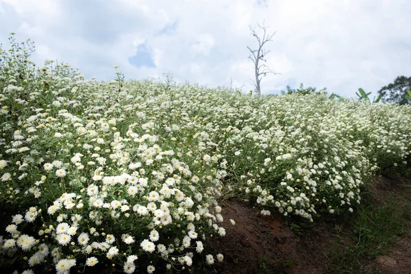 Campo de crisântemo: Flor de crisântemo branco no campo de plantação com fundo azul do céu. para fazer fitoterapia chinesa. — Fotografia de Stock