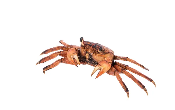 Krabba isolerad på vit bakgrund med urklippsbana, torr-speci — Stockfoto