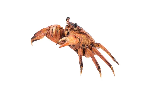 Krabba isolerad på vit bakgrund med klippbana, torr-prov djur marina . — Stockfoto
