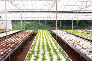 Chiang Mai Kraliyet Tarım İstasyonu Angkhang tarım gıda industria plantasyon kreş hidroponik sebze, Tayland.