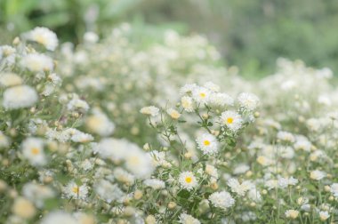 Kasımpatı tarlası: tarlada beyaz kasımpatı çiçeği. Çin bitkisel ilaçları için..