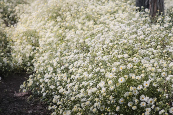 Campo do crisântemo: Flor branca do crisântemo no campo da plantação. para fazer fitoterapia chinesa. — Fotografia de Stock