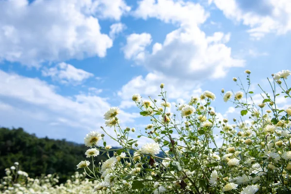 Campo de crisântemo: Flor de crisântemo branco no campo de plantação com fundo azul do céu. para fazer fitoterapia chinesa. — Fotografia de Stock