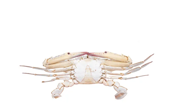 Krabba isolerad på vit bakgrund med klippbana, torr-prov djur marina . — Stockfoto