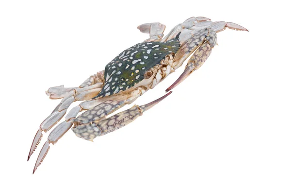 Краб ізольований на білому тлі з відсічним контуром, сухий зразковий морський тварина  . — стокове фото