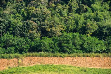 sık yeşil ormandaki orman ağaçları, doğa yeşil odun güneş ışığı arka planı