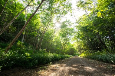 sık yeşil ormandaki orman ağaçları, doğa yeşil odun güneş ışığı arka planı
